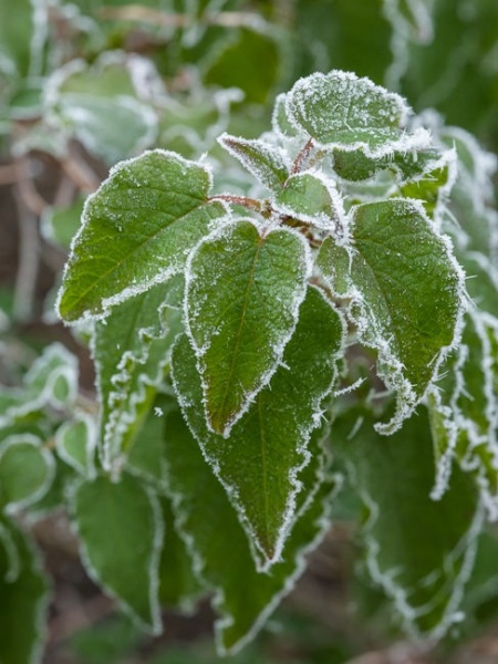 Leaves covered in frost
