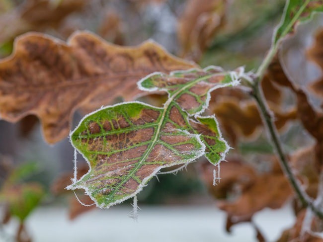 Black Oak  leaves covered in frost