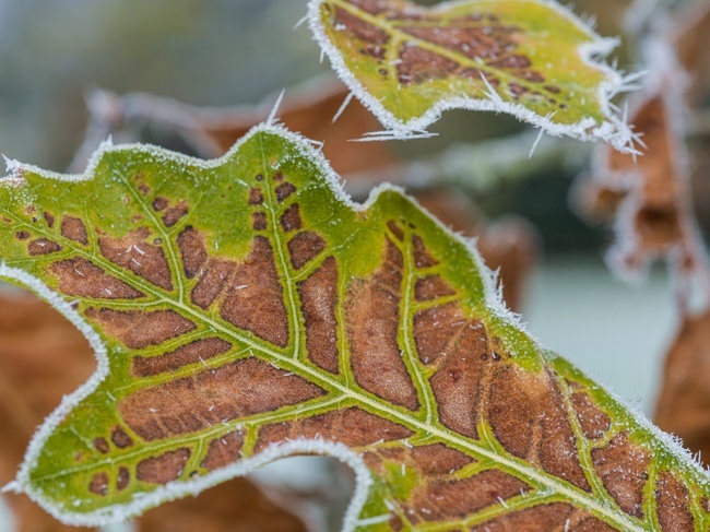 Black Oak  leaves covered in frost