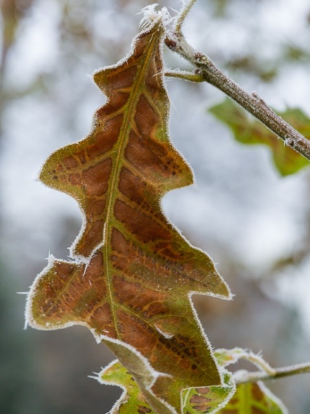 Black Oak  leaves covered in frost