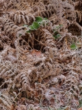 Braken covered in frost