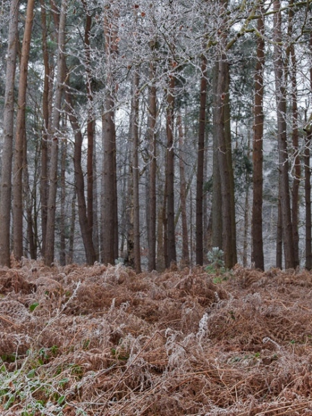 Bracken on the edge of a Scots pine woodland