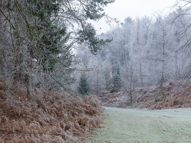 The alpine valley at Painshill Park landscape garden