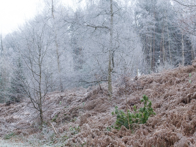 Frosty trees and bracken