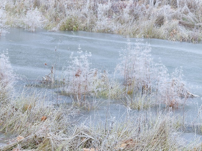 Grasses frozen in the lake at Painshill Park landscape garden