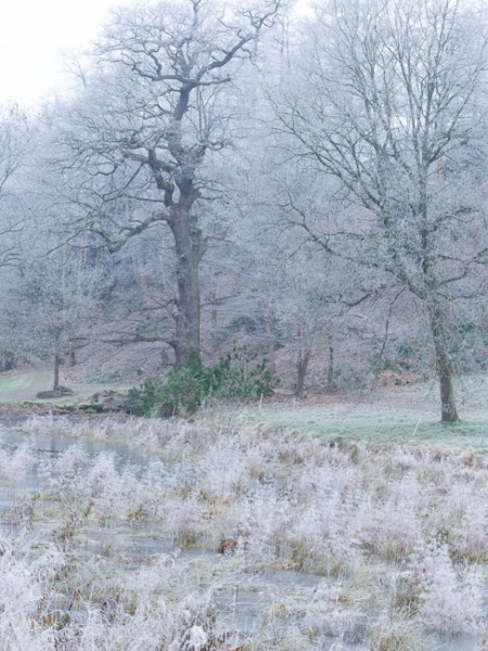 Frosty grass on the edge of the  frozen lake