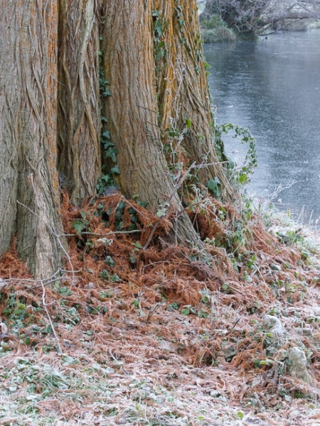 Taxodium distichum, Swamp Cyprus