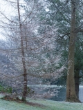 Frosted Larch tree beside the lake