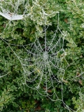 Frosted spiders web