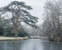 Cedar of Lebanon beside the lake