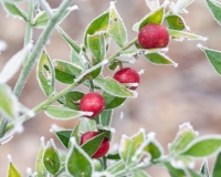 Frosted berries