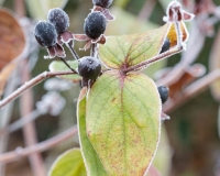 Frosted berries of St John's Wort