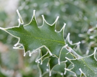 Frosted Holly leaves