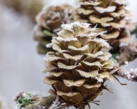 Frosted Larch tree cones