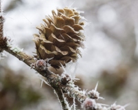 Frosted Larch tree cones