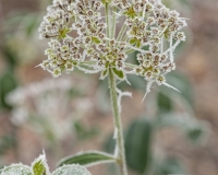 Frosted seedheads