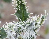 Ilex  aquifolium 'Ferox argentea'