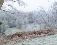 Frosty trees at Painshill Park landscape garden