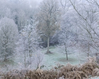 Frosty trees at Painshill Park landscape garden