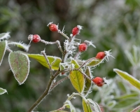 Frosted wild rose hips