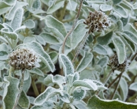 Jerusalem sage covered in frost