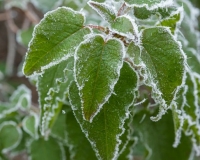 Leaves covered in frost