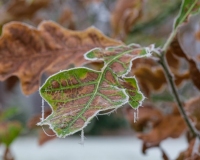 Black Oak  leaves covered in frost
