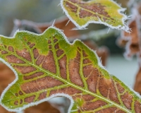 Black Oak  leaves covered in frost