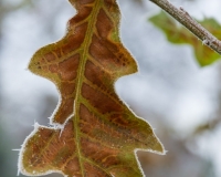 Black Oak  leaves covered in frost
