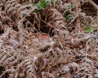 Braken covered in frost