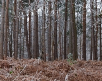 Bracken on the edge of a Scots pine woodland