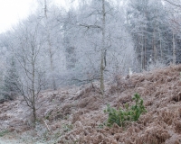Frosty trees and bracken