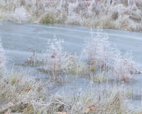 Grasses frozen in the lake at Painshill Park landscape garden