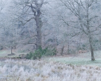 Frosty grass on the edge of the  frozen lake