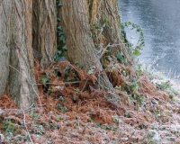 Taxodium distichum, Swamp Cyprus