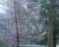 Frosted Larch tree beside the lake