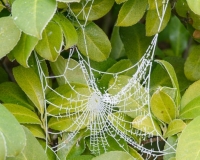 Frosted spiders web