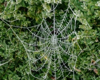 Frosted spiders web