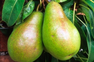Pears
