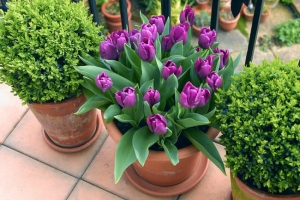 Planting Bulbs in Containers