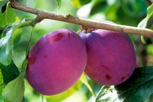 Stone Fruit