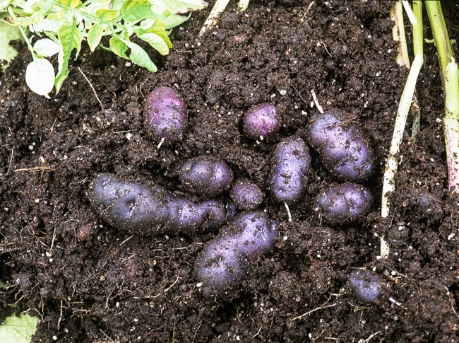 13991