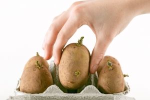 Potatoes