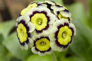 Primula