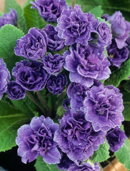 9773