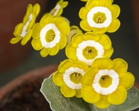 25463