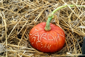 Pumpkins & Squash