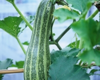 18562