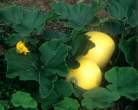 6418