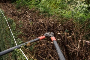 Reducing the height of a yew hedge